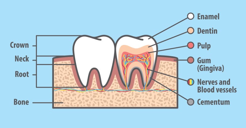 Why Are My Teeth Yellow When I Brush Them Every Day? 2 Why Are My Teeth Yellow When I Brush Them Everyday - Enamel Diagram
